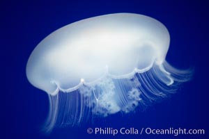 Moon jelly, a semi-translucent jellyfish, ocean drifter, pelagic  plankton., Aurelia aurita, natural history stock photograph, photo id 21543