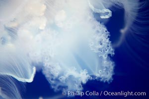 Moon jelly, a semi-translucent jellyfish, ocean drifter, pelagic  plankton, Aurelia aurita