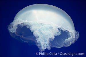 Moon jelly, a semi-translucent jellyfish, ocean drifter, pelagic  plankton, Aurelia aurita