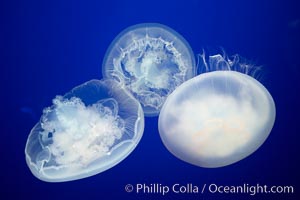 Moon jelly, a semi-translucent jellyfish, ocean drifter, pelagic  plankton, Aurelia aurita