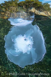 Moon jelly, Browning Pass, Vancouver Island, Canada, Aurelia aurita