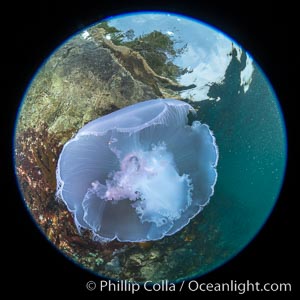 Moon jelly, Browning Pass, Vancouver Island, Canada