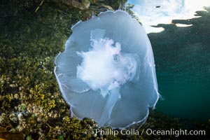 Moon jelly, Browning Pass, Vancouver Island, Canada, Aurelia aurita