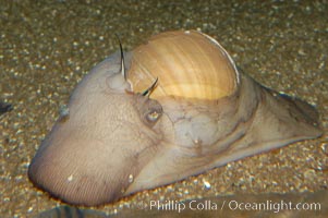 Lewiss moon snail, mantle extended to nearly cover shell, Polinices lewisii