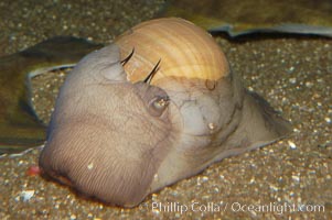 Lewiss moon snail, mantle extended to nearly cover shell, Polinices lewisii