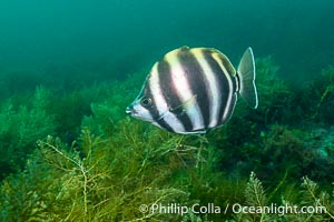 Moonlighter, Tilodon sexfasciatus, Kangaroo Island, South Australia, Tilodon sexfasciatus