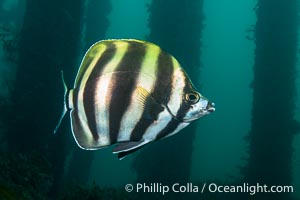 Moonlighter, Tilodon sexfasciatus, Rapid Bay Jetty, South Australia