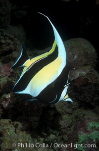 Moorish idol, Zanclus cornutus, Maui