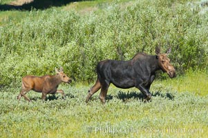 Mother and calf moose wade through meadow grass near Christian Creek, Alces alces, Grand Teton National Park, Wyoming