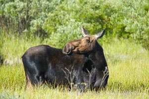 Adult female moose in deep meadow grass near Christian Creek, Alces alces, Grand Teton National Park, Wyoming