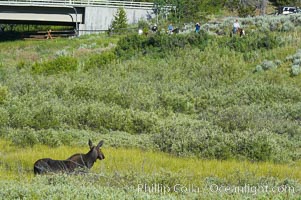 Adult female moose watches horseback riders near Christian Creek, Alces alces, Grand Teton National Park, Wyoming