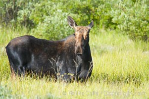 Adult female moose in deep meadow grass near Christian Creek, Alces alces, Grand Teton National Park, Wyoming