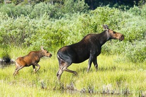 Mother and calf moose wade through meadow grass near Christian Creek, Alces alces, Grand Teton National Park, Wyoming