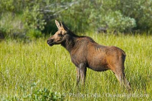 Moose calf, Alces alces, Grand Teton National Park, Wyoming