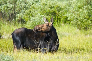 Adult female moose in deep meadow grass near Christian Creek, Alces alces, Grand Teton National Park, Wyoming