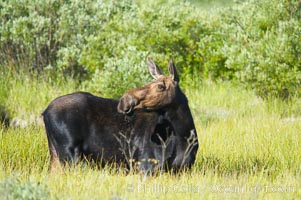 Adult female moose in deep meadow grass near Christian Creek, Alces alces, Grand Teton National Park, Wyoming