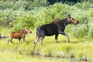 Mother and calf moose wade through meadow grass near Christian Creek, Alces alces, Grand Teton National Park, Wyoming