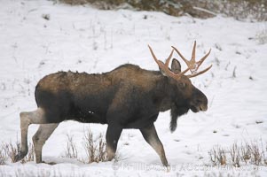 A male moose, bull moose, on snow covered field, near Cooke City, Alces alces, Yellowstone National Park, Wyoming