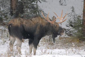 A male moose, bull moose, on snow covered field, near Cooke City, Alces alces, Yellowstone National Park, Wyoming