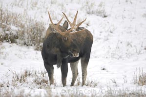 A male moose, bull moose, on snow covered field, near Cooke City, Alces alces, Yellowstone National Park, Wyoming