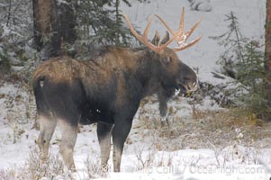 A male moose, bull moose, on snow covered field, near Cooke City, Alces alces, Yellowstone National Park, Wyoming