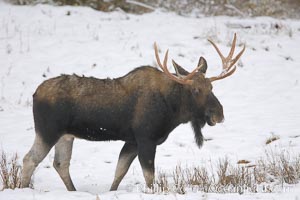 A male moose, bull moose, on snow covered field, near Cooke City, Alces alces, Yellowstone National Park, Wyoming