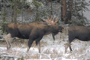 A male moose, bull moose, on snow covered field, near Cooke City, Alces alces, Yellowstone National Park, Wyoming