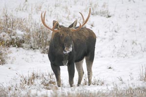 A male moose, bull moose, on snow covered field, near Cooke City, Alces alces, Yellowstone National Park, Wyoming