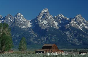 Aspens and an old barn along Mormon Row below the Teton Range, Grand Teton National Park, Wyoming
