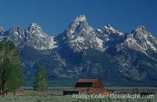 Aspens and an old barn along Mormon Row below the Teton Range, Grand Teton National Park, Wyoming