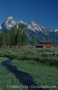 Aspens, a small creek and an old barn along Mormon Row below the Teton Range, Grand Teton National Park, Wyoming