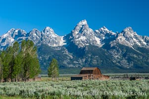 Aspens and an old barn along Mormon Row below the Teton Range, Grand Teton National Park, Wyoming