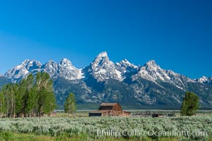 Aspens and an old barn along Mormon Row below the Teton Range, Grand Teton National Park, Wyoming