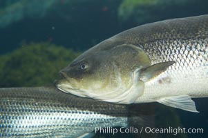 Striped bass (striper, striped seabass), Morone saxatilis