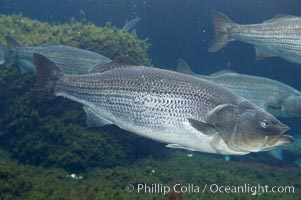 Striped bass (striper, striped seabass), Morone saxatilis