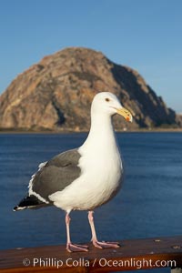 Seagull and Morro Rock, Morro Bay, California