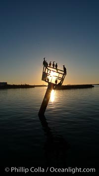 Cormornants rest on abandoned metal structure sticking out of the water in Moss Landing Harbor