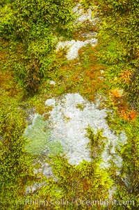 Moss and rocks, Bass Lake, western Sierra