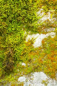 Moss and rocks, Bass Lake, western Sierra