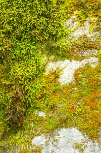 Moss and rocks, Bass Lake, western Sierra