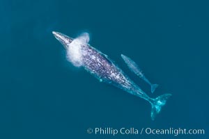 Mother and calf gray whale, aerial photo, embryonic folds visible on the very young calf