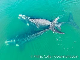 Mother and calf southern right whales are seen here as part of a larger courtship group, with adult males interested in mating with the mother. The calf has no choice but to stay by her mother's side during the courting activities, Eubalaena australis, Puerto Piramides, Chubut, Argentina