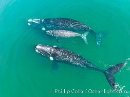 Mother and calf southern right whales are seen here as part of a larger courtship group, with adult males interested in mating with the mother. The calf has no choice but to stay by her mother's side during the courting activities, Eubalaena australis, Puerto Piramides, Chubut, Argentina