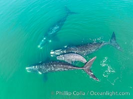 Mother and calf southern right whales are seen here as part of a larger courtship group, with adult males interested in mating with the mother. The calf has no choice but to stay by her mother's side during the courting activities.