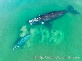 Mother and calf southern right whale stir up sand in shallow water, aerial photo. The water is so shallow that just by swimming the mother and calf can stir up the sand beneath them, Eubalaena australis, Puerto Piramides, Chubut, Argentina