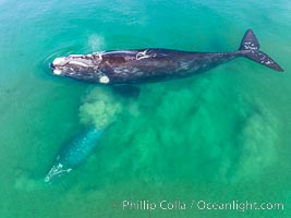 Mother and calf southern right whale stir up sand in shallow water, aerial photo. The water is so shallow that just by swimming the mother and calf can stir up the sand beneath them, Eubalaena australis, Puerto Piramides, Chubut, Argentina