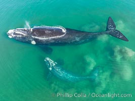 Mother and calf southern right whale stir up sand in shallow water, aerial photo. The water is so shallow that just by swimming the mother and calf can stir up the sand beneath them.