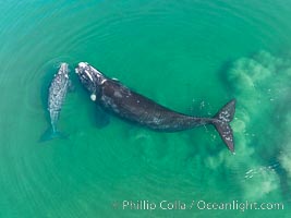 Mother and calf southern right whale stir up sand in shallow water, aerial photo. The water is so shallow that just by swimming the mother and calf can stir up the sand beneath them, Eubalaena australis, Puerto Piramides, Chubut, Argentina