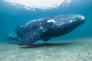 Mother and calf southern right whales underwater, swimming over sandy shallow bottom.