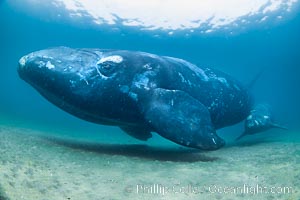 Mother and calf southern right whales underwater, Eubalaena australis, Puerto Piramides, Chubut, Argentina